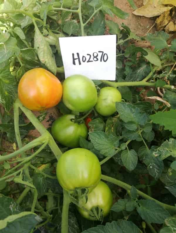 宜信农业H02870