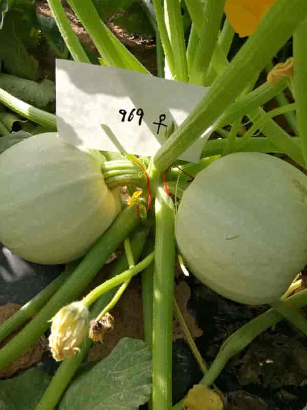 宜信农业969